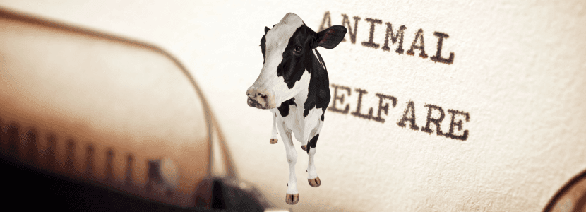 El bienestar de las vacas y los pavos: próximo examen