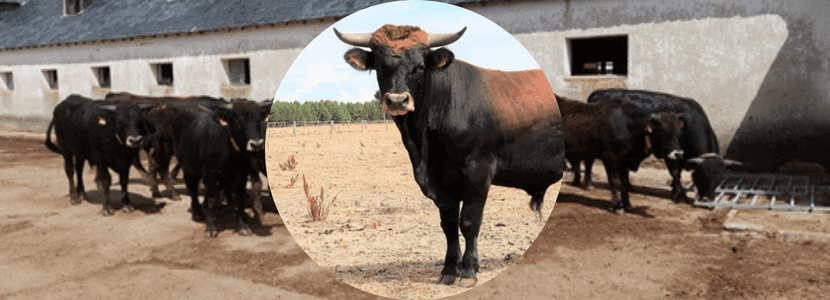La vaca Mantequera Leonesa
