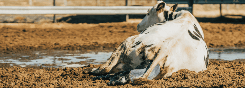 La retención placentaria en vacas