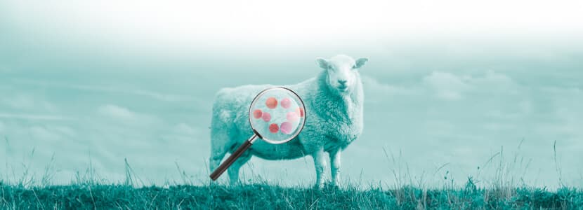 Diferenciación de la cepa vacunal 1B y cepas de campo en casos clínicos de aborto en ovino positivos a Chlamydia abortus