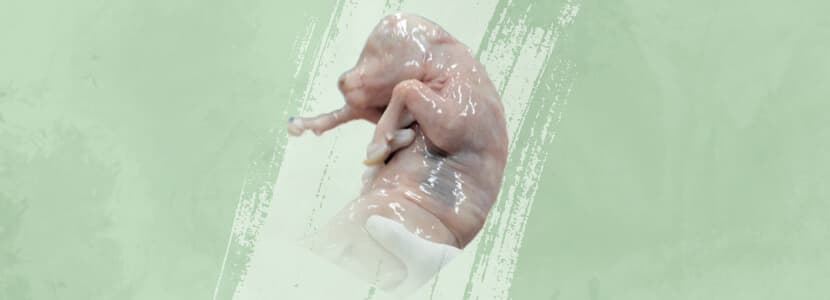 Programación fetal en vacas lecheras