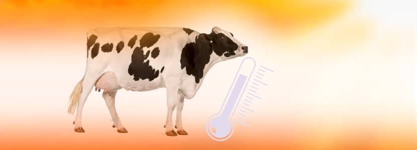 Impacto del verano en las vacas lecheras en España