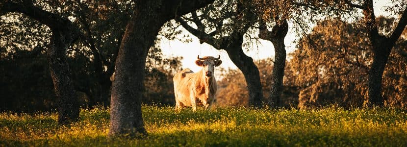 El Secretario General de Recursos Agrarios destaca la importancia de la Ganadería Extensiva
