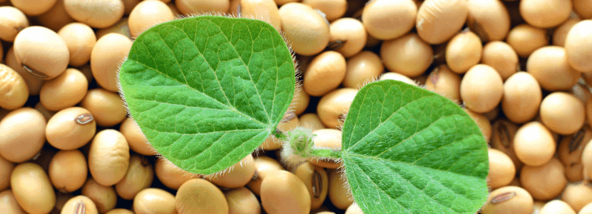 Publicado el informe anual inaugural del Protocolo de Garantía de la Sostenibilidad de la Soya de EE.UU.