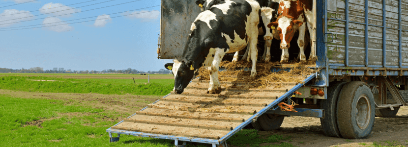 Propuesta de Reforma para el Bienestar Animal en Transporte en la UE