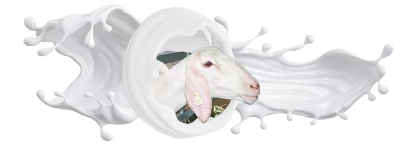 Ordeño y calidad de leche en explotaciones de ganado ovino: Parte I. Extracto quesero y recuento celular y bacteriológico