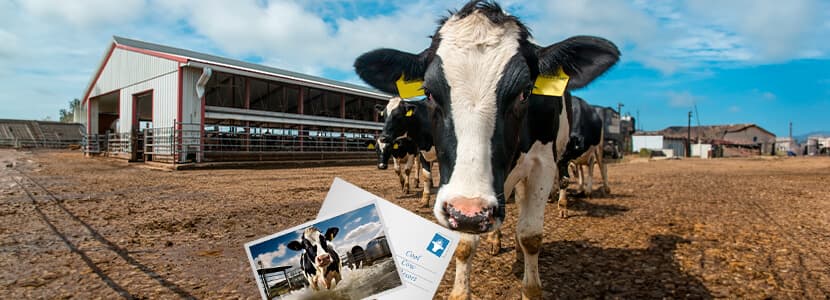 ¿Cuánta leche aporta el enfriamiento intensivo en verano?