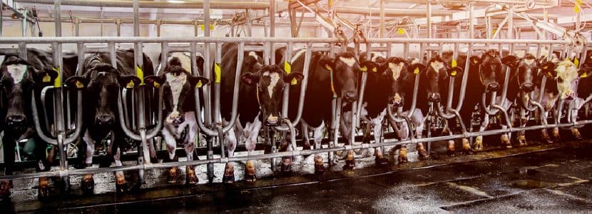 SmartZ4Milk avanza hacia la seguridad alimentaria y sostenibilidad