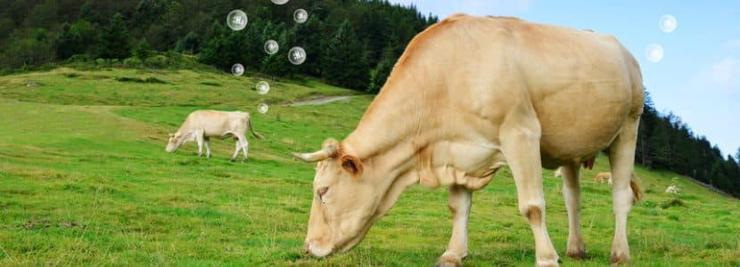 Nueva Zelanda revierte el impuesto al eructo de las vacas