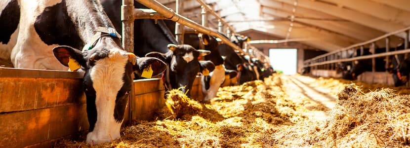 ¿Cómo mejora la calidad de la leche y la digestibilidad de nutrientes con el aporte de TMR fermentada?
