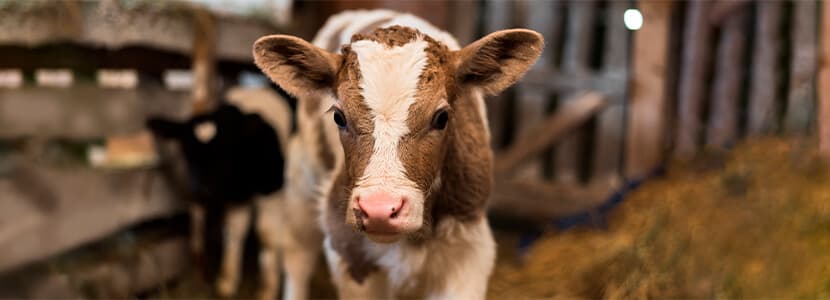Relación entre patógenos respiratorios y resistencia antimicrobiana en terneros destetados