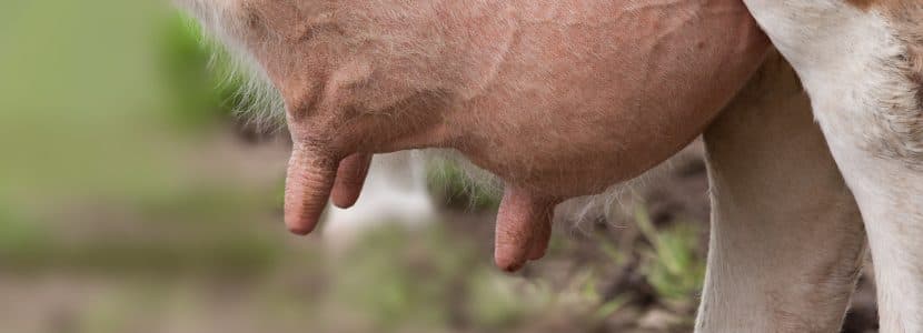 Impacto de la mastitis en la reproducción de las vacas