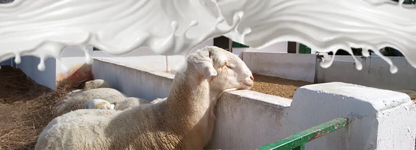 Ordeño y calidad de leche en las explotaciones de ganado ovino: Parte II. Inhibidores, esporas butíricas, punto crioscópico y sedimento