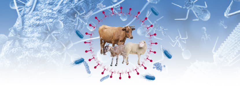 ¿Pueden los fagos ser útiles para el control de las infecciones bacterianas en rumiantes domésticos?