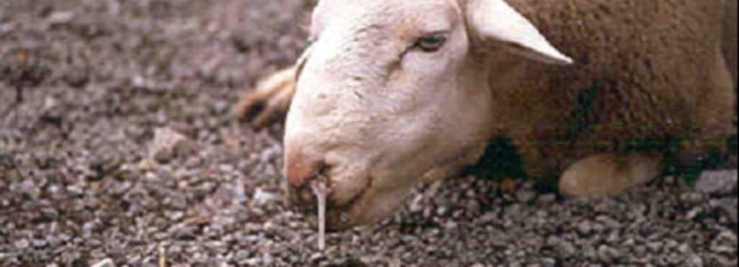 Nuevos brotes de lengua azul afectan a Toledo y Extremadura