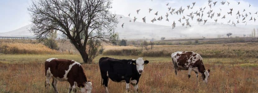 La gripe aviar traspasa fronteras en su capacidad de infectar