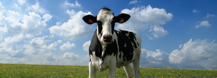 Desafíos y adaptaciones fisiológicas del destete en rumiantes: desarrollo del rumen y metabolismo