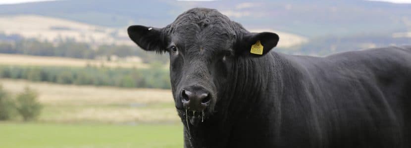 El resurgimiento del Gusano Barrenador en México