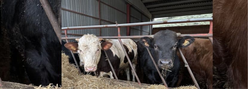 Importadores japoneses visitan España para conocer la calidad de la carne de vacuno