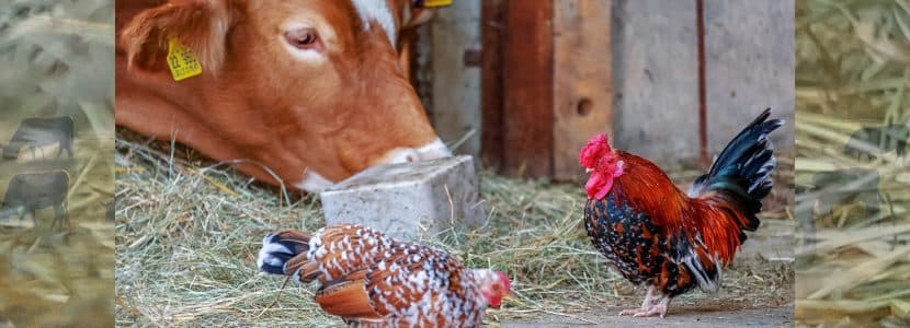 La influenza aviar: un riesgo latente aunque distante para el ganado bovino