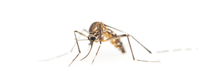 Factores clave en la transmisión del virus de la enfermedad hemorrágica epizoótica