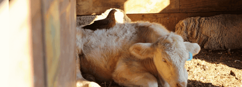 Nueva variante del virus de la gripe aviar en vacas