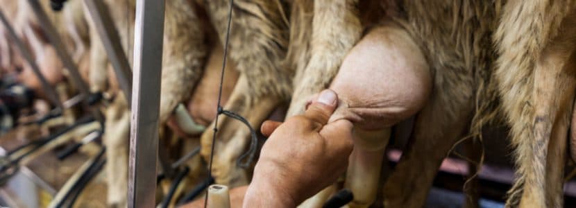 El estrés por calor afecta la producción y calidad de la leche en ovejas lecheras