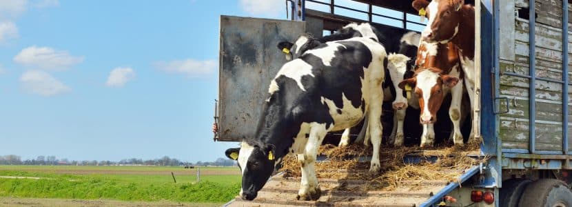 Cambios clave en la normativa de alimentación animal