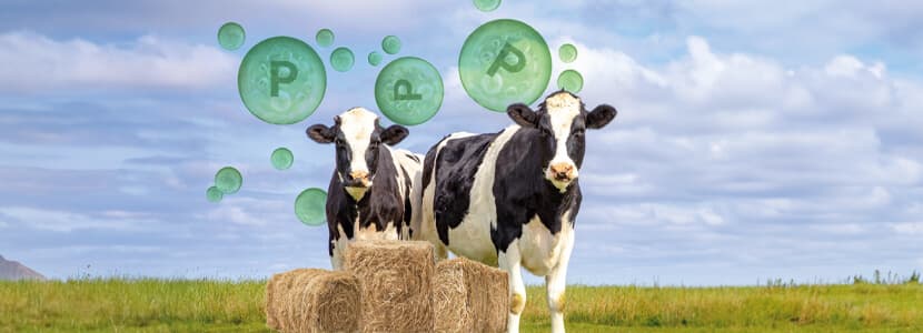 Fósforo en la nutrición de rumiantes: eficiencia productiva y marco regulador
