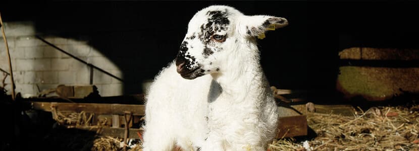 Evaluación del impacto de los mataderos móviles de cordero en el bienestar animal, calidad de la carne y huella de carbono