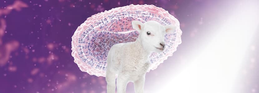 Vacunación frente al ectima contagioso: Un reto por resolver