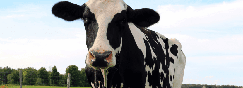 La estabilidad en la producción láctea: clave para la salud de las vacas