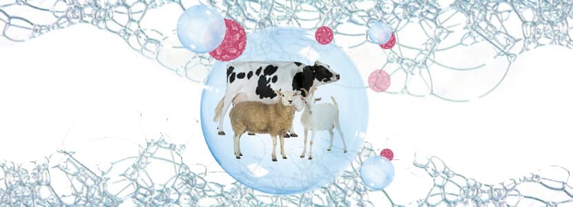 Estrategias integrales de bioseguridad para la prevención y control de la Fiebre Aftosa