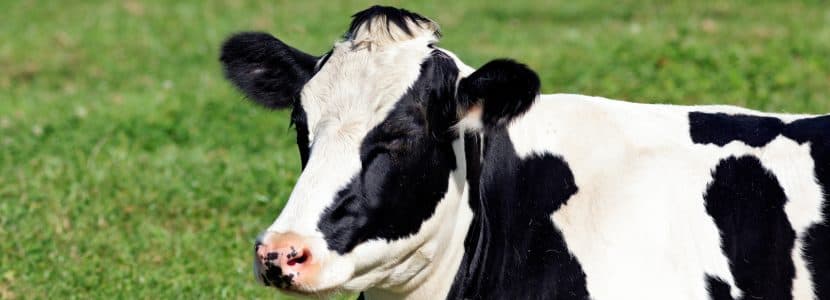 Palencia refuerza la mejora genética del vacuno de leche