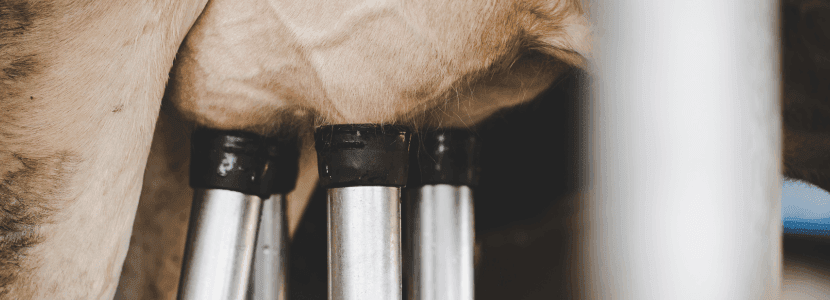 Fallos en el ordeño mecánico y calidad de la leche