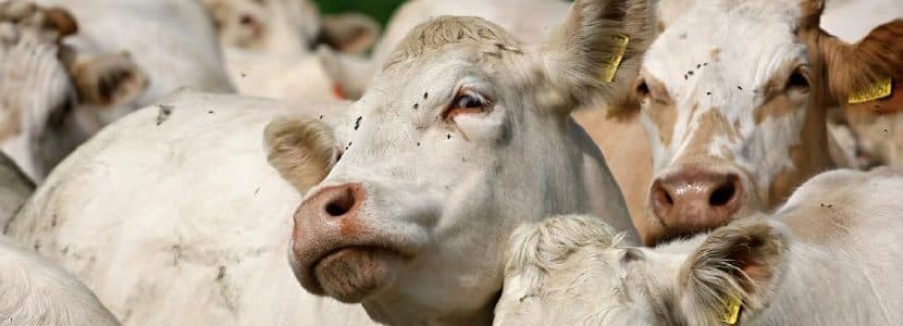 Control estratégico en explotaciones de rumiantes: S-Metopreno y la nueva gama Larvigen®