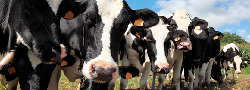 El papel de las bacterias en el SRB: conclusiones de un estudio desarrollado en España y claves para la prevención en novillas de leche