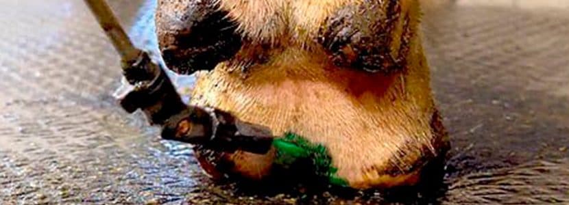 Diez razones para garantizar pezuñas sanas en las vacas lecheras