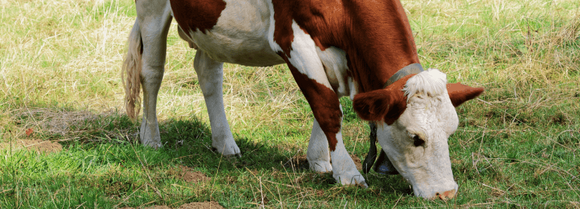 El cruce Montbéliarde con Holstein mejora la salud mamaria y la calidad de la leche
