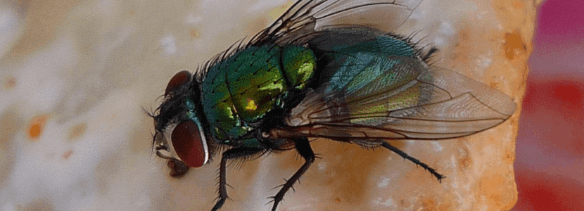 Alerta en Texas por la reaparición del gusano barrenador