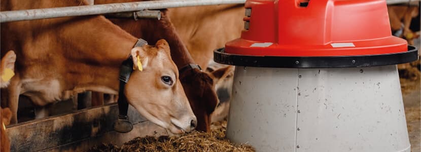 Alimentación de vacas con carros autónomos