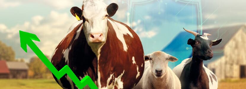 El papel clave del cubo preparto en la salud y productividad de rumiantes de leche