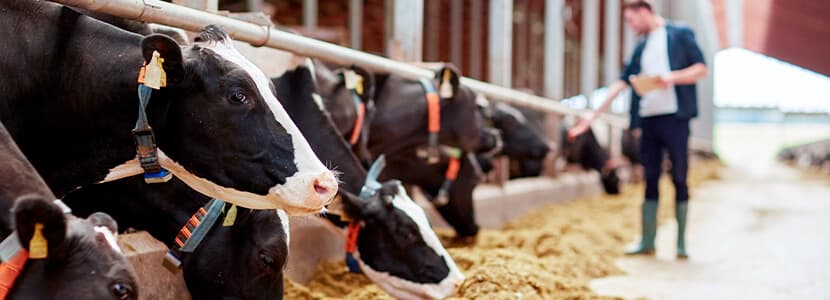 Impacto de la duración del periodo seco en la producción, reproducción y calidad de la leche