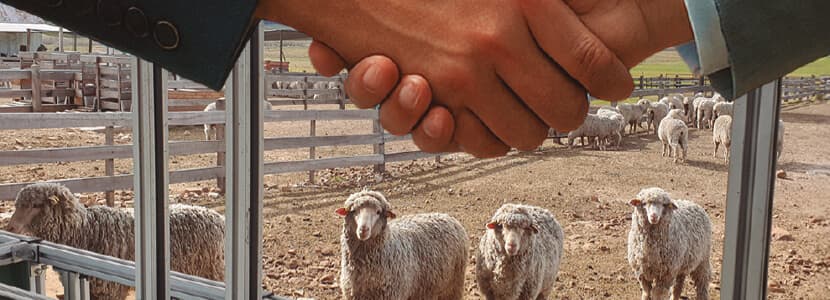 Sustain Sheep: genética ovina al servicio de la sostenibilidad
