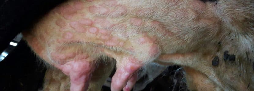 2500 animales sacrificados por la Dermatosis Nodular Contagiosa