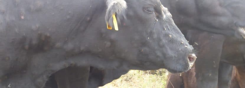 Primer foco de Dermatosis Nodular Contagiosa en España