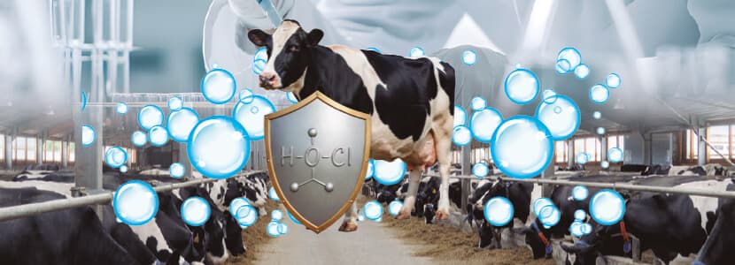 Uso del ácido hipocloroso en granjas de vacuno de leche: aplicaciones, beneficios y estrategias de bioseguridad