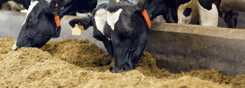 Reducir la proteína en la dieta de las vacas mejora la sostenibilidad