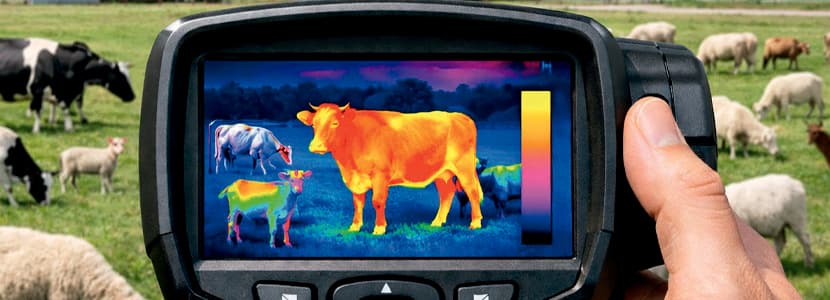 Control y gestión del bienestar animal en vacuno y ovino mediante el uso de la termografía