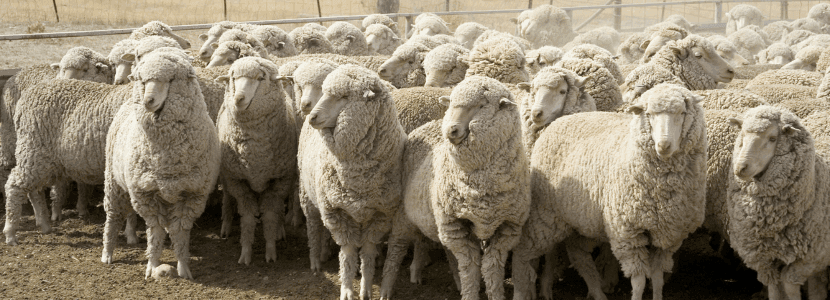 Extremadura garantiza las vacunas contra la lengua azul